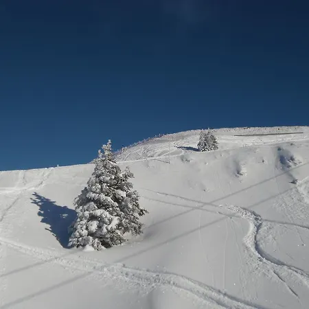 Lisa Schweiger Daire *